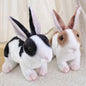 Real Rabbit